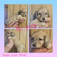 Bo peep AKC female, a female Miniature Dachshund for sale in Chapin, IL – 5 of 6