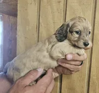 Bo peep AKC female, a female Miniature Dachshund for sale in Chapin, IL – 2 of 6