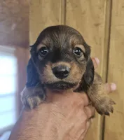 Woody AKC male, a male Miniature Dachshund for sale in Chapin, IL – 2 of 5