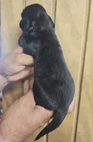 Jessie AKC female, a female Miniature Dachshund for sale in Chapin, IL – 3 of 4