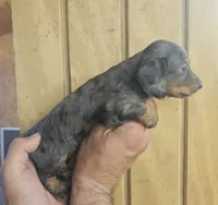 Buzz AKC male, a male Miniature Dachshund for sale in Chapin, IL – 2 of 5
