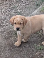 Reba, a female Labrador Retriever for sale in Castle Rock, CO – 2 of 7