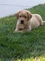 Reba, a female Labrador Retriever for sale in Castle Rock, CO – 6 of 7