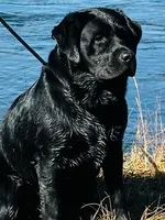 Reba, a female Labrador Retriever for sale in Castle Rock, CO – 3 of 7