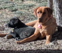 Reba, a female Labrador Retriever for sale in Castle Rock, CO – 5 of 7