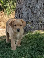Reba, a female Labrador Retriever for sale in Castle Rock, CO – 1 of 7