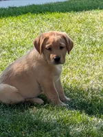 Reba, a female Labrador Retriever for sale in Castle Rock, CO – 4 of 7