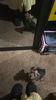 Coco, a female Yorkshire Terrier for sale in Newport News, VA – 2 of 9