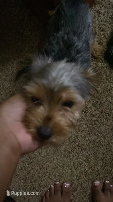 Coco – Yorkshire Terrier puppy for sale in Newport News, VA