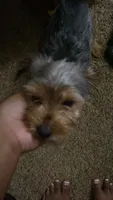 Coco, a female Yorkshire Terrier for sale in Newport News, VA – 1 of 9