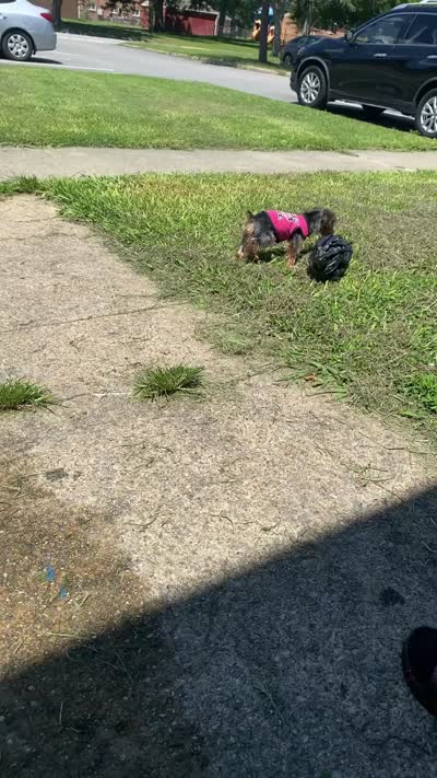 Coco, a female Yorkshire Terrier for sale in Newport News, VA – 8 of 9