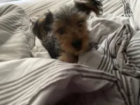 Coco, a female Yorkshire Terrier for sale in Newport News, VA – 6 of 9
