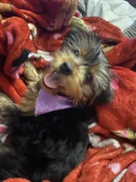 Coco, a female Yorkshire Terrier for sale in Newport News, VA – 5 of 9