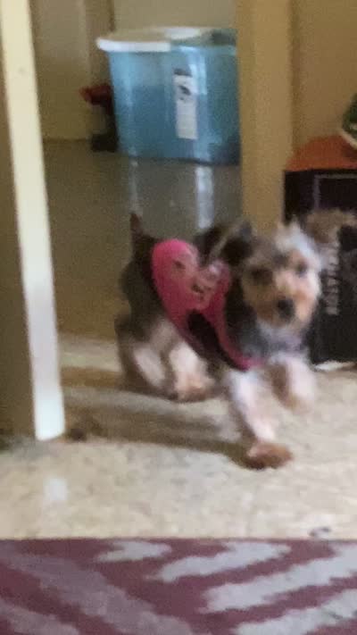 Coco, a female Yorkshire Terrier for sale in Newport News, VA – 4 of 9