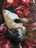Coco, a female Yorkshire Terrier for sale in Newport News, VA – 7 of 9