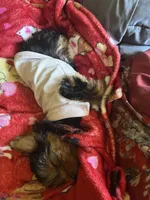Coco, a female Yorkshire Terrier for sale in Newport News, VA – 3 of 9
