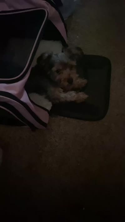 Coco, a female Yorkshire Terrier for sale in Newport News, VA – 9 of 9