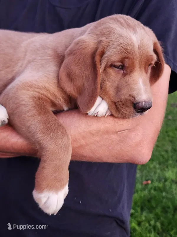 Tanner  – Goldendoodle, Golden Retriever puppy for sale in Shreve, OH