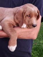 Tanner , a male Goldendoodle and Golden Retriever for sale in Shreve, OH – 1 of 5
