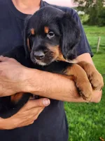 Sam, a male Goldendoodle and Golden Retriever for sale in Shreve, OH – 2 of 5