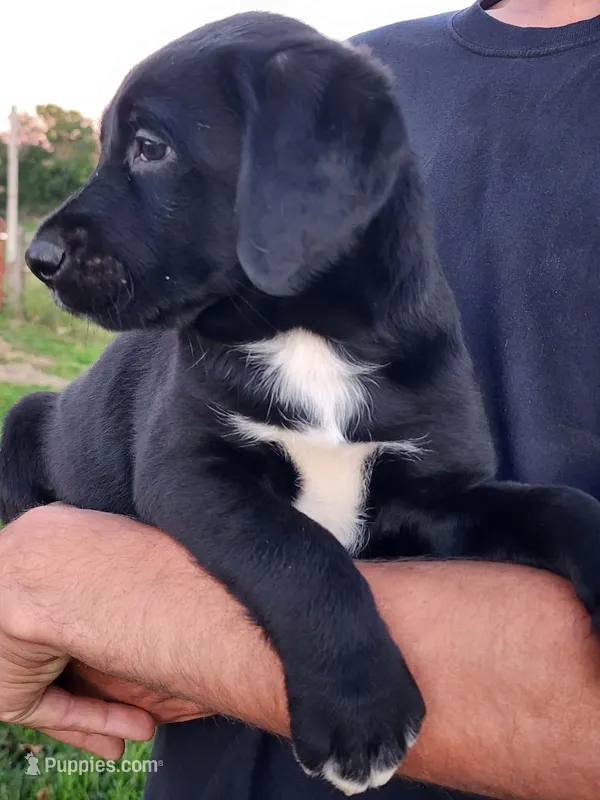 Ernie  – Labrador Retriever puppy for sale in Shreve, OH