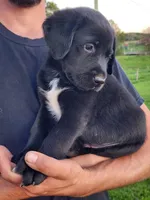 Ernie , a female Labrador Retriever for sale in Shreve, OH – 3 of 5