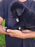 Ernie , a female Labrador Retriever for sale in Shreve, OH – 4 of 5