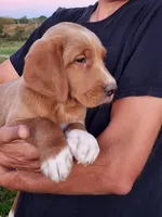 Tanner , a male Goldendoodle and Golden Retriever for sale in Shreve, OH – 3 of 5