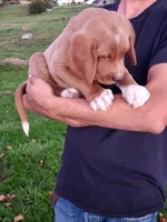 Tanner , a male Goldendoodle and Golden Retriever for sale in Shreve, OH – 4 of 5