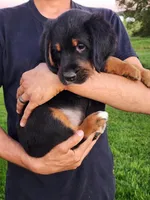Sam, a male Goldendoodle and Golden Retriever for sale in Shreve, OH – 4 of 5