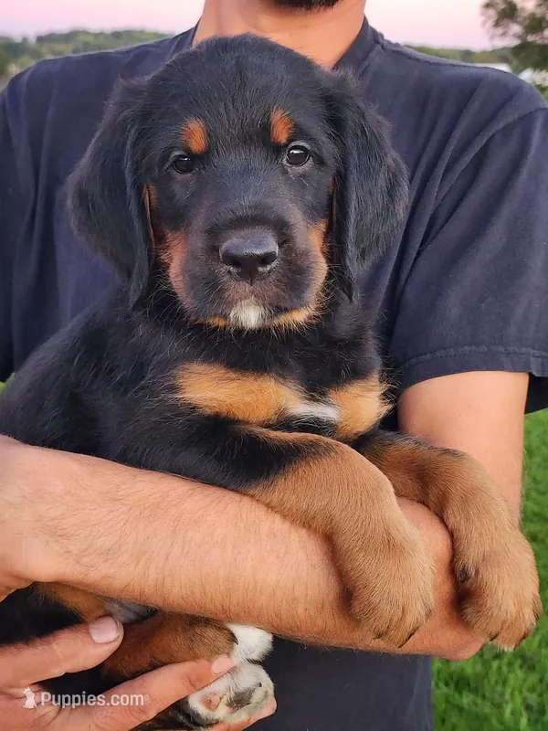 Sam – Goldendoodle, Golden Retriever puppy for sale in Shreve, OH