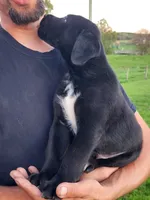 Ernie , a female Labrador Retriever for sale in Shreve, OH – 5 of 5