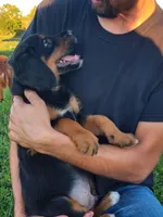 Sam, a male Goldendoodle and Golden Retriever for sale in Shreve, OH – 3 of 5