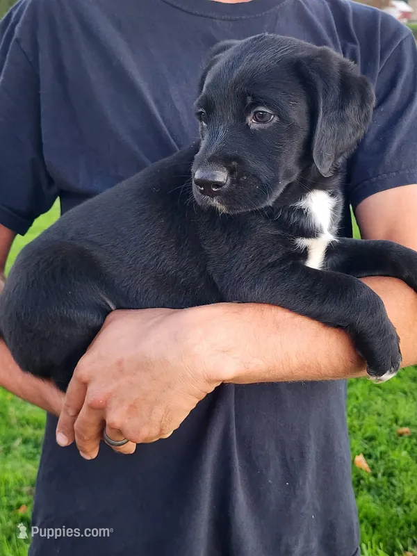 Sadie  – Labrador Retriever puppy for sale in Shreve, OH