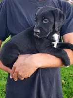 Sadie , a female Labrador Retriever for sale in Shreve, OH – 1 of 4