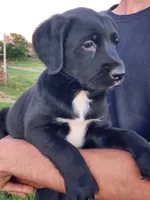 Sadie , a female Labrador Retriever for sale in Shreve, OH – 3 of 4