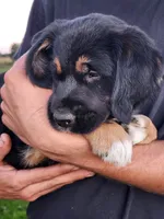 Veera, a male Goldendoodle and Golden Retriever for sale in Shreve, OH – 4 of 5