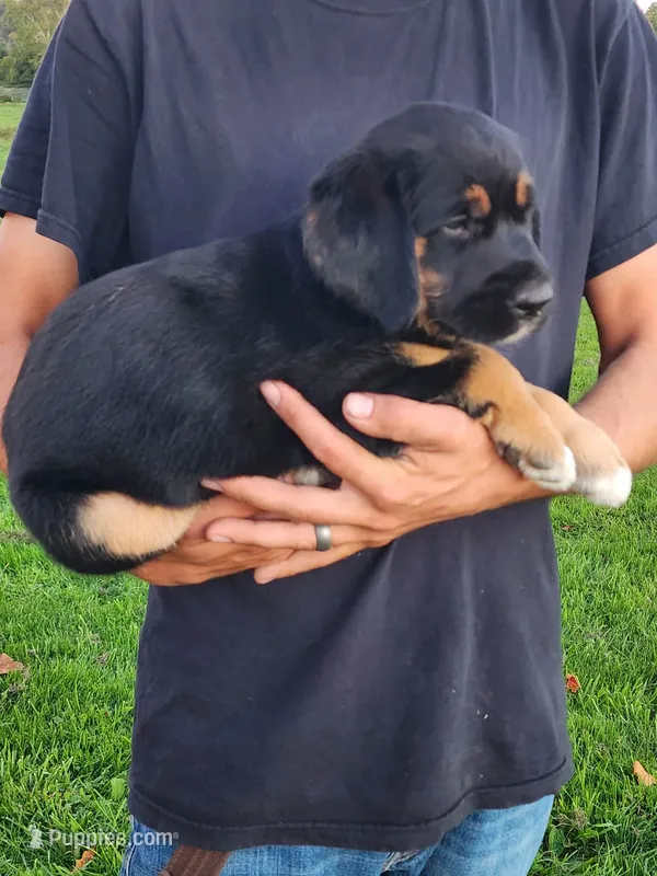 Veera – Goldendoodle, Golden Retriever puppy for sale in Shreve, OH