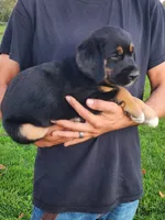 Veera, a male Goldendoodle and Golden Retriever for sale in Shreve, OH – 1 of 5