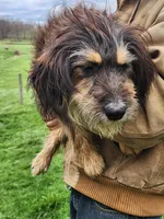 Jill, a female Bernese Mountain Dog and Bernedoodle for sale in Shreve, OH – Photo 2 of 6