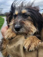 Jill, a female Bernese Mountain Dog and Bernedoodle for sale in Shreve, OH – Photo 4 of 6