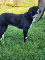 Mandy, a female Bernese Mountain Dog and Labrador Retriever for sale in Shreve, OH – Photo 3 of 4