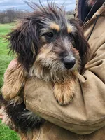 Jill, a female Bernese Mountain Dog and Bernedoodle for sale in Shreve, OH – Photo 3 of 6