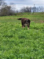 Jill, a female Bernese Mountain Dog and Bernedoodle for sale in Shreve, OH – Photo 6 of 6