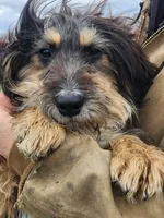 Jill, a female Bernese Mountain Dog and Bernedoodle for sale in Shreve, OH – Photo 5 of 6