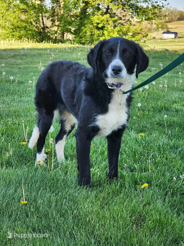 Mandy – Bernese Mountain Dog, Labrador Retriever puppy for sale in Shreve, OH