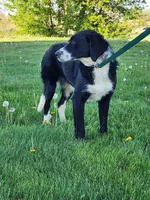 Mandy, a female Bernese Mountain Dog and Labrador Retriever for sale in Shreve, OH – Photo 4 of 4