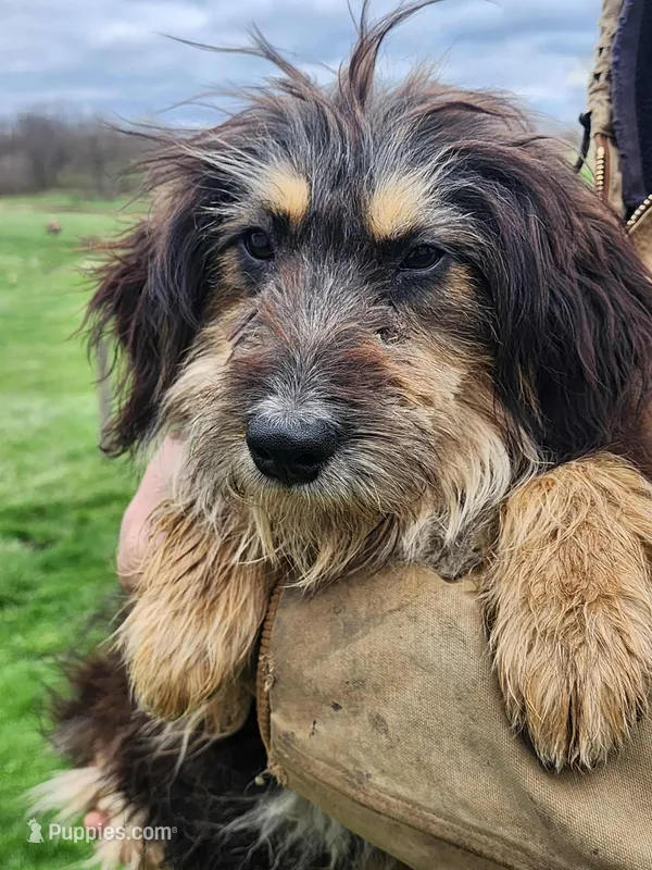Jill, a female Bernese Mountain Dog and Bernedoodle for sale in Shreve, OH – Photo 1 of 6