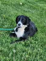 Mandy, a female Bernese Mountain Dog and Labrador Retriever for sale in Shreve, OH – Photo 2 of 4