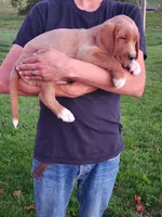 Tanner , a male Goldendoodle and Golden Retriever for sale in Shreve, OH – 5 of 5
